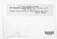 Gautieria graveolens image